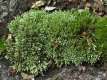 Bryum argenteum