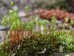 Bryum capillare