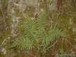 Dryopteris filis-mas 1