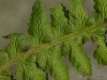 Dryopteris filis-mas 3