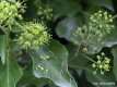 Hedera helix 4