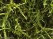 Hypnum cupressiforme